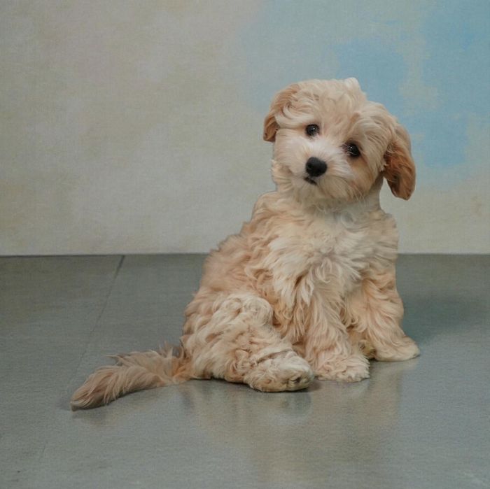 Suczka Maltipoo do odbioru