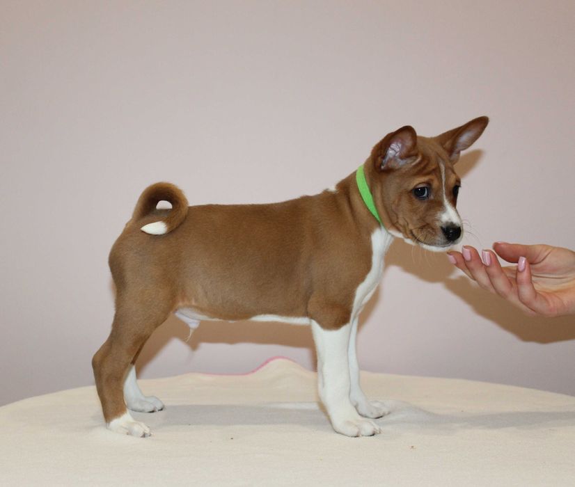 Szczenię Basenji FCI