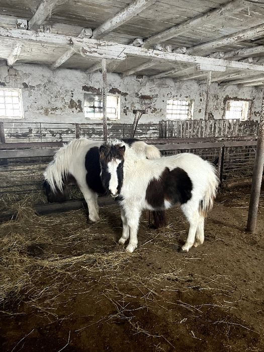 Продам Шетландський поні