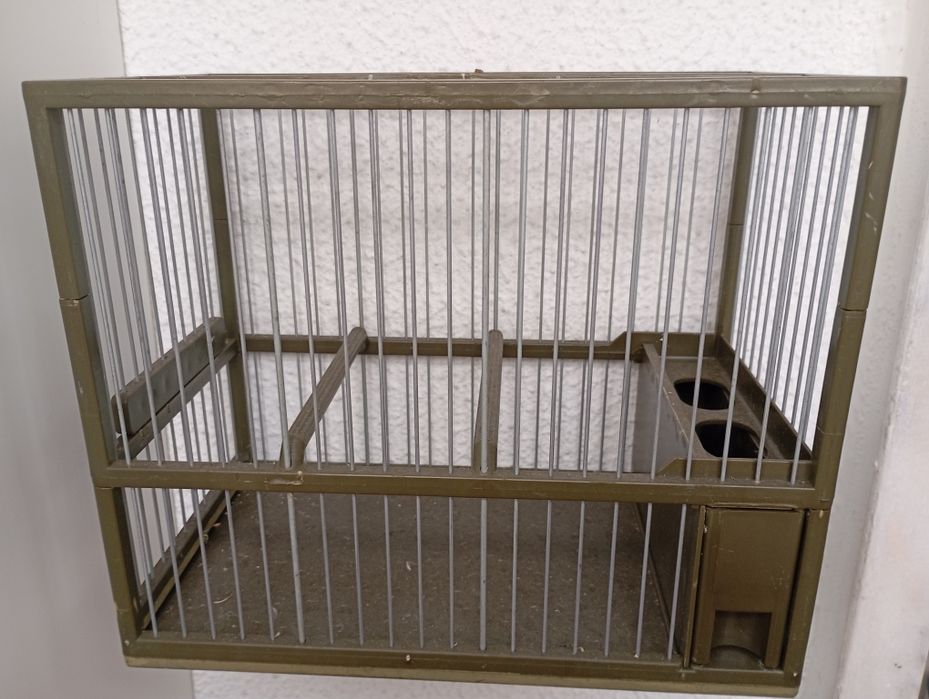 Canários Arlequim Português  e Gaiolas