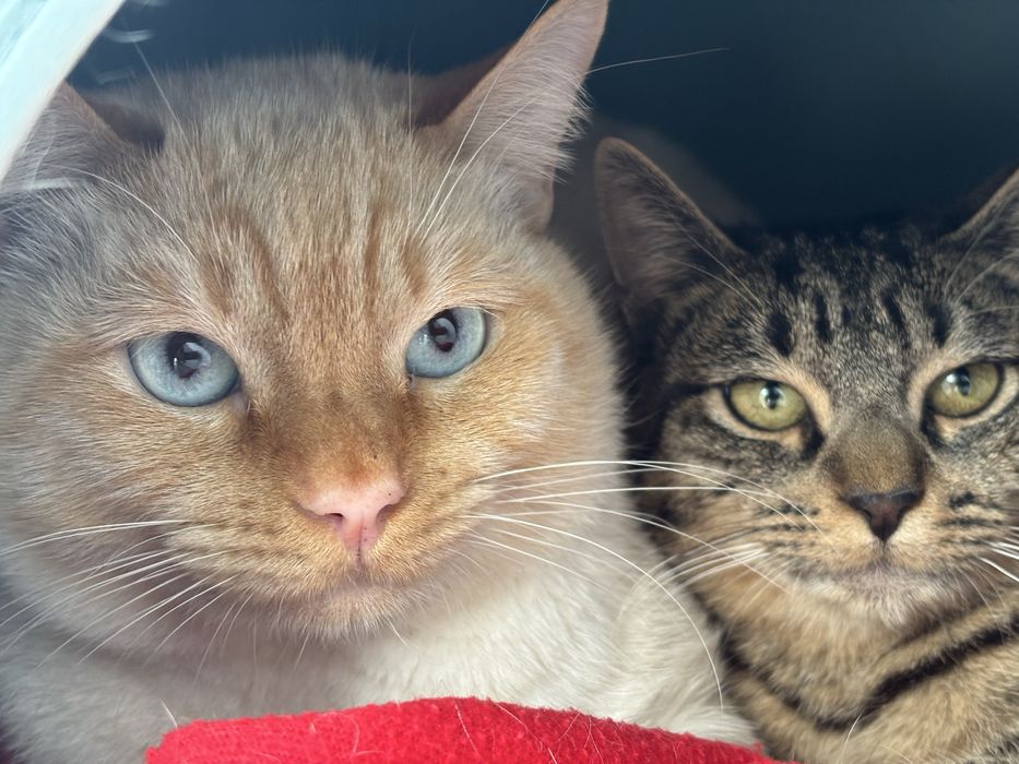 Gatos Meigos para Adoção Responsável (Macho e Fêmea)