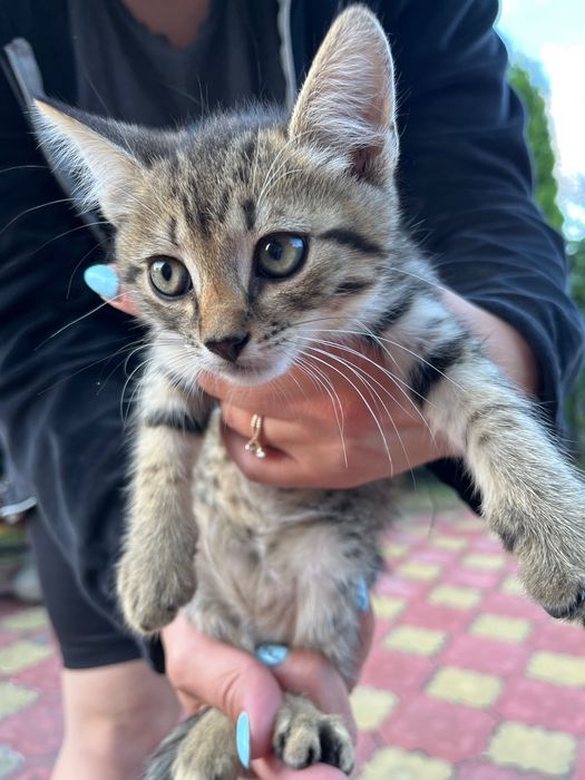 Котенята безкоштовно смт Білогородка, Київська область