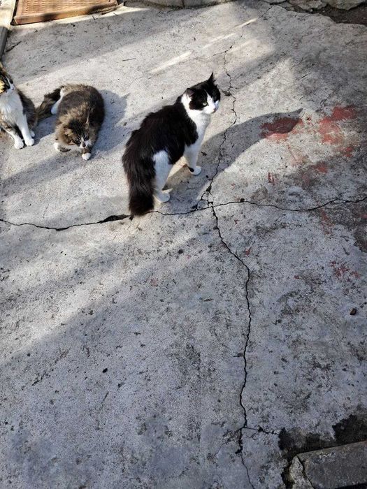Віддам котів, у дбайливу сім'ю
