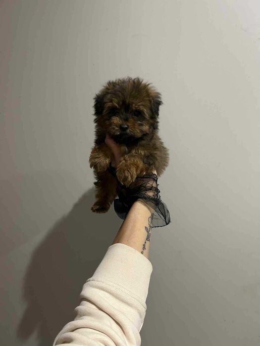 Yorkepoo hybryda pudel pudle maltipoo