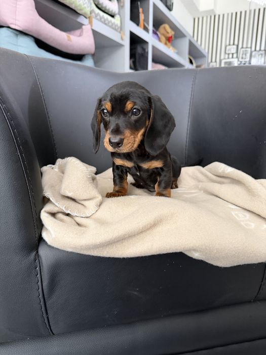 Teckel  menino lindo