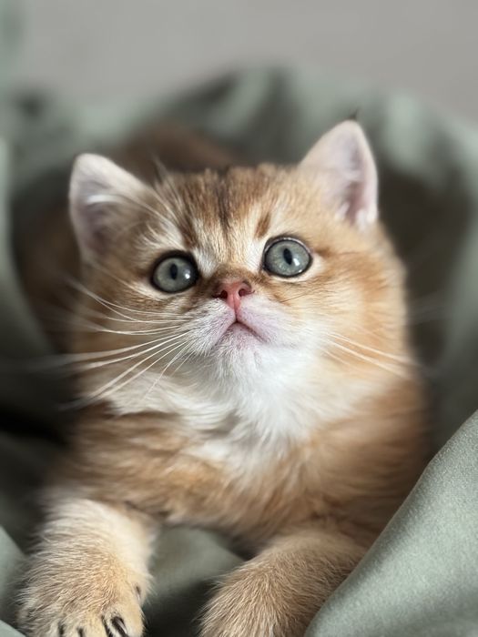 Кото дітки золотої шиншили.