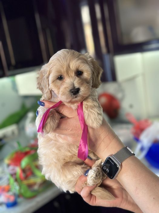 Мальтипу девочка 2.5 месяца