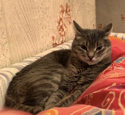 Пропала кошка непородистая