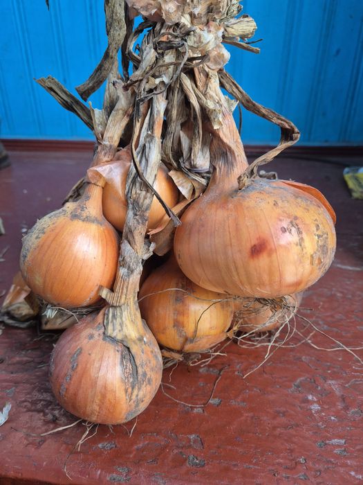 Продам домашню цибулю