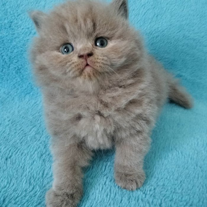 Macho British Shorthair lilac