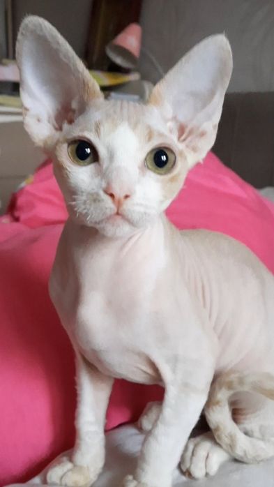 Кошка, кот, Девонрекс, мини сфинкс