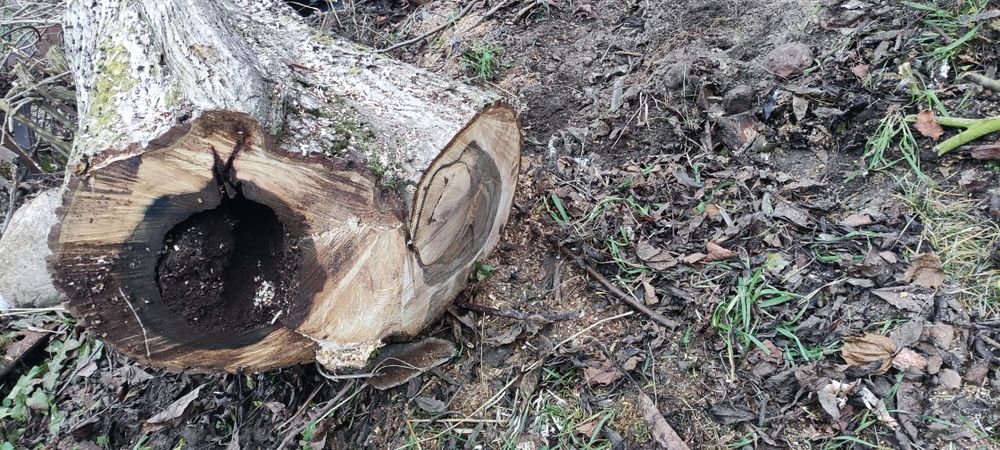 Kłoda orzecha włoskiego