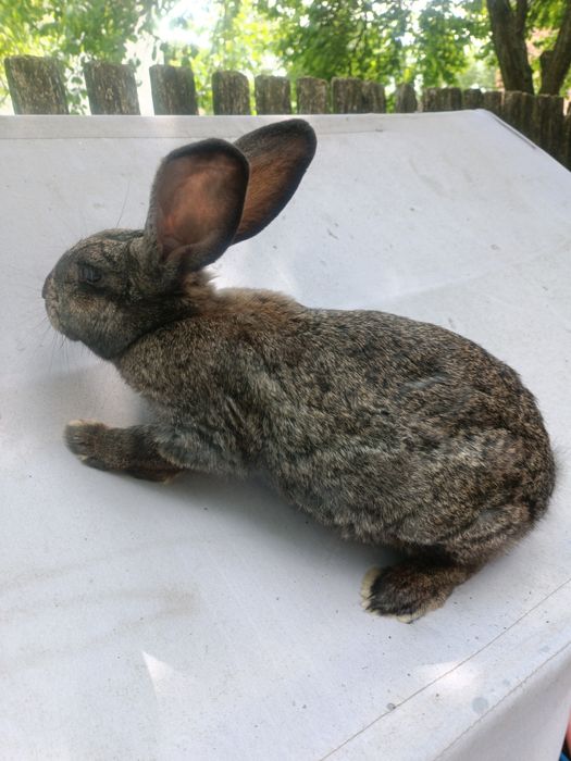 Продаю молоденькі кролики живою вагою