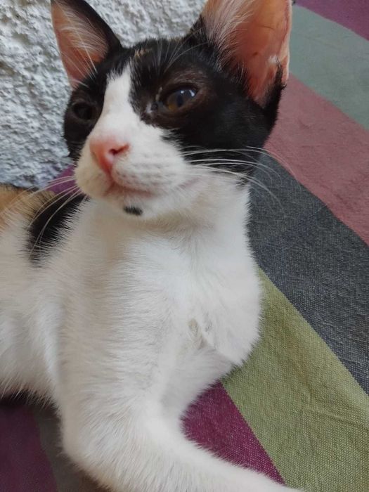 Gata bebé tricolor para adoção consciente