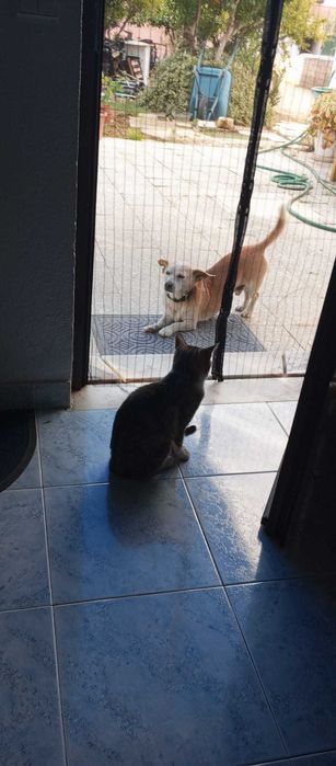 BabySitting de animais e passeios