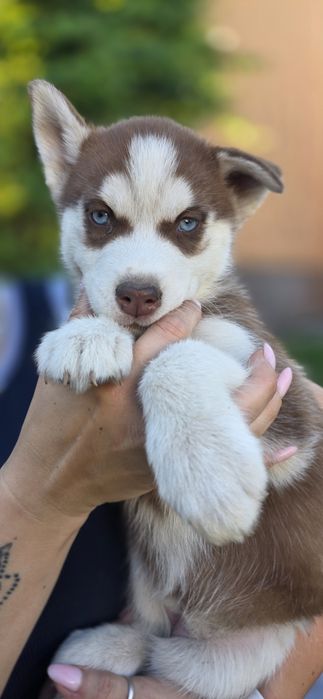 Husky piękne z rodowodem