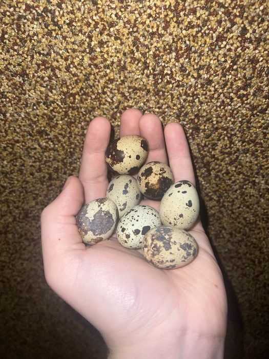 Sprzedam jajka przepiórcze EKO