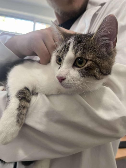 Szlaban poleca się do adopcji!