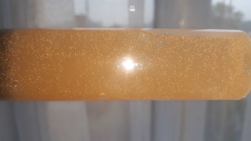 Oryginalna artemia do wylęgu  Korak cysts 95%