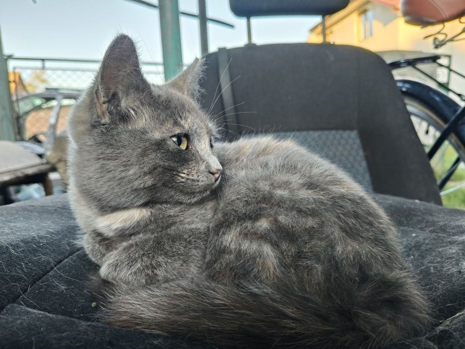 Котики в добрі руки