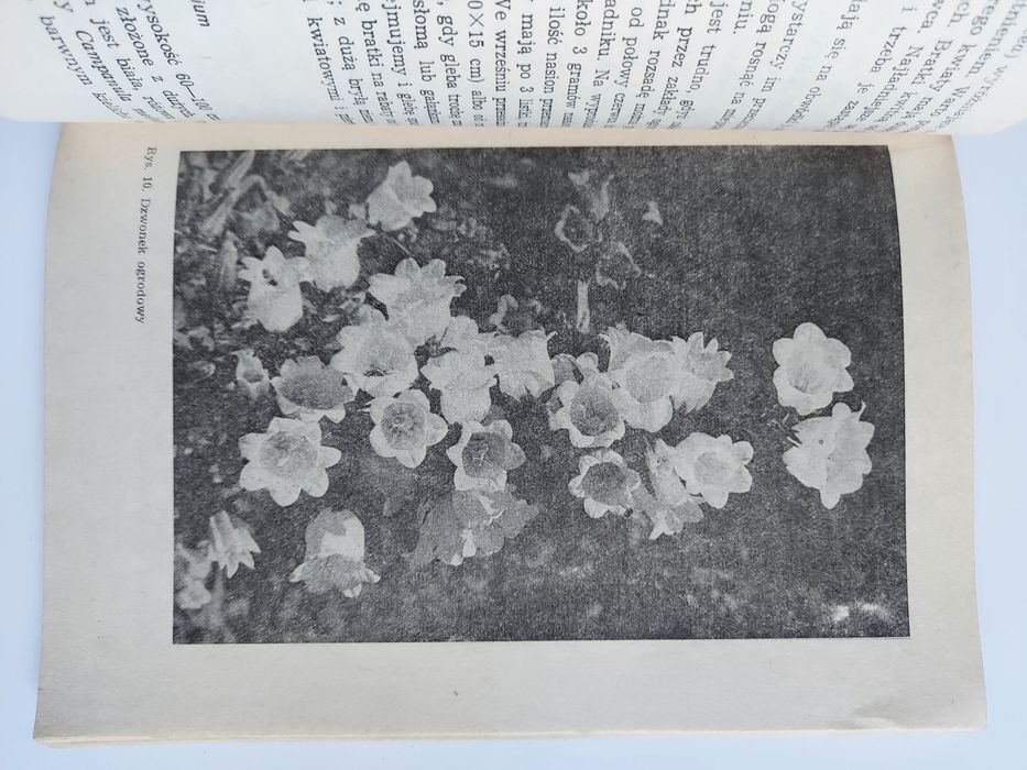 Uprawa roślin ozdobnych w POD - Izabela Kiljańska