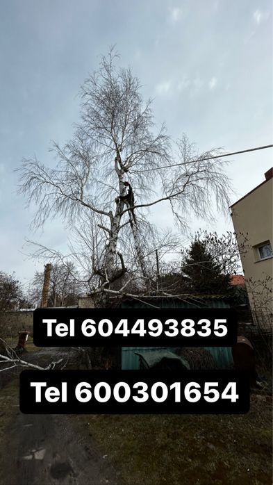 Tania Wycinka drzew przycinanie drzew galezi wertykulacja  Frezowanie korzeni wywóz gałezi ogrodnik trawnik