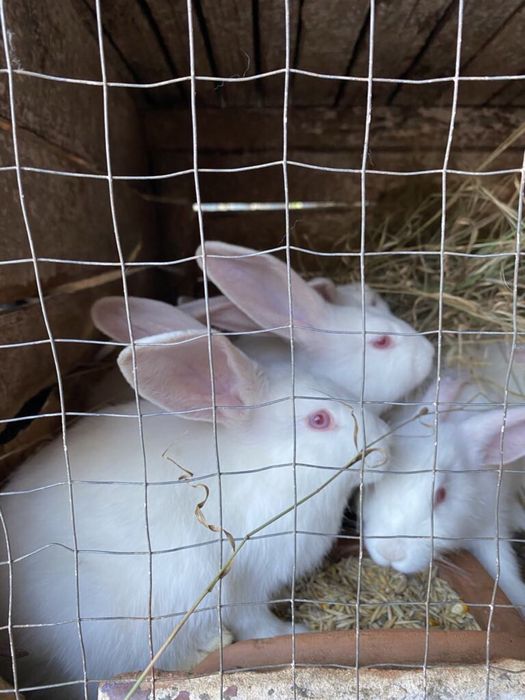Продам кролики. Обмін на овес.