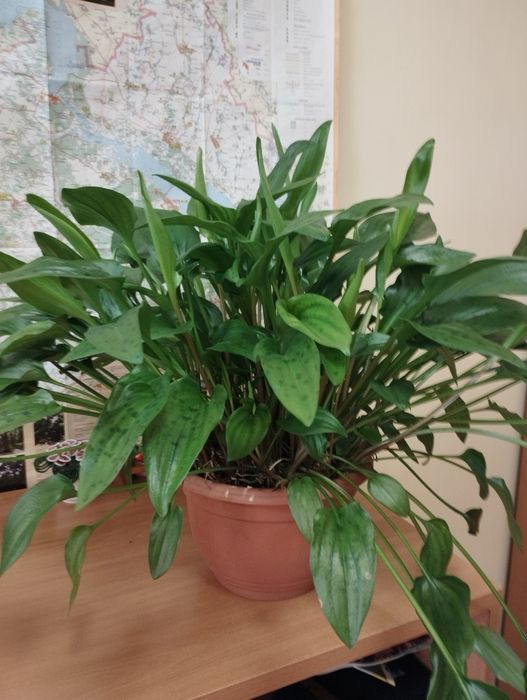 Кімнатні рослини