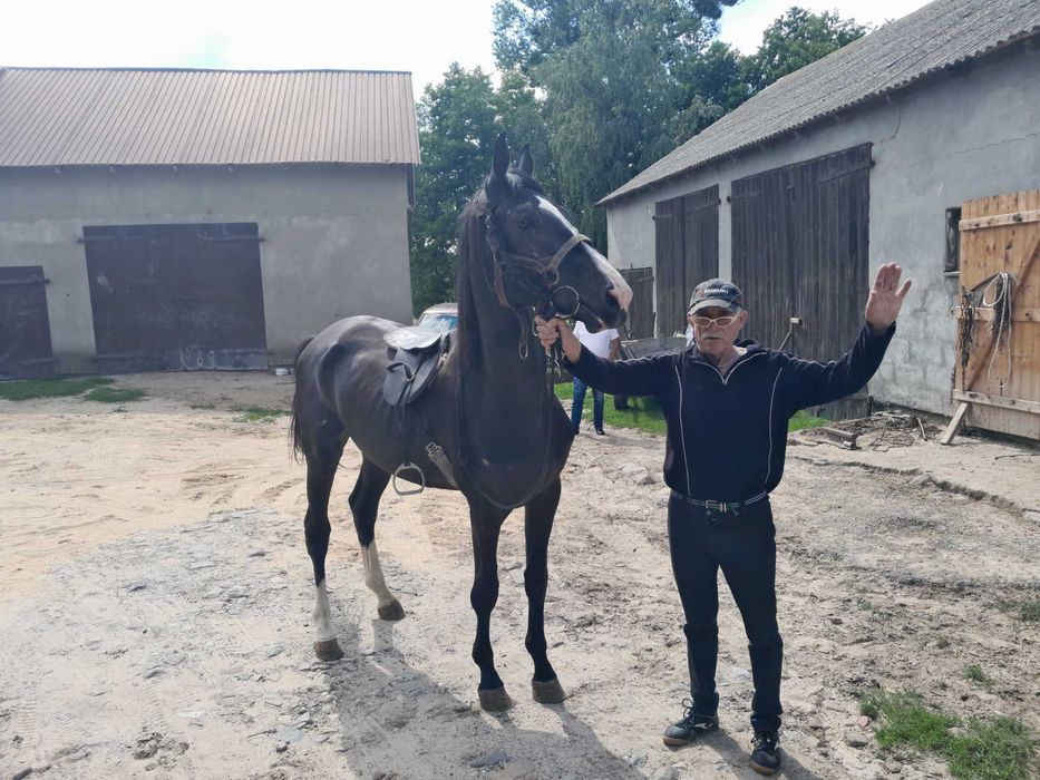 Wałach Wielkopolski na sprzedaż