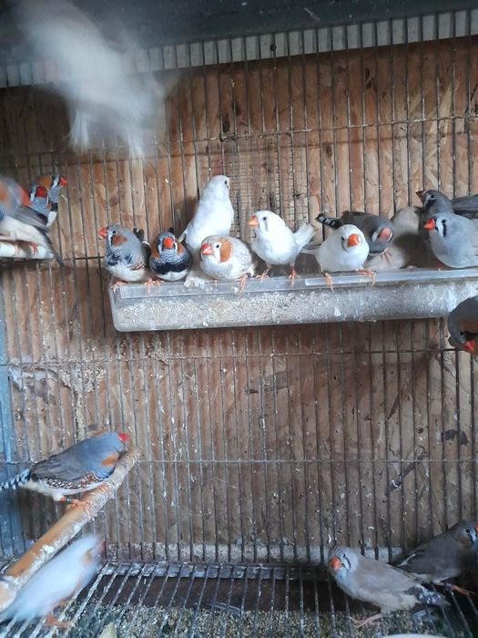Mandarins gigantes