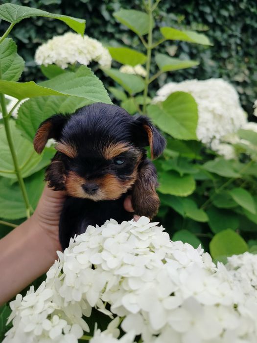 Милейшая малышня йориков