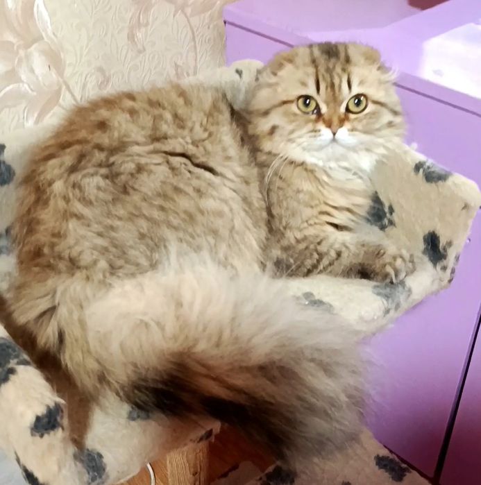 Шикарный мальчик золотой шиншилла фолд