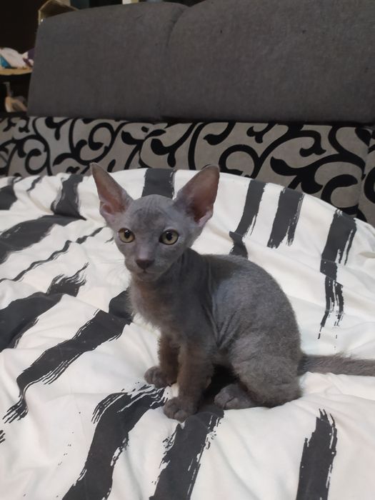 Донський сфінкс браш