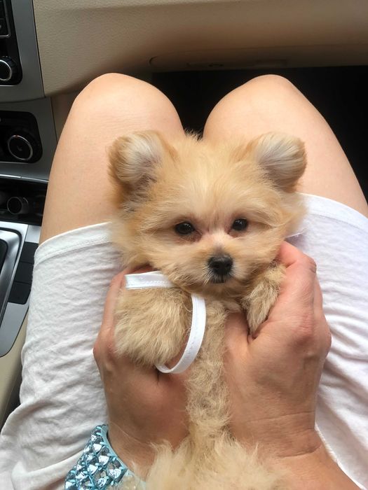 Помапу — Маленькі моделі для обіймів