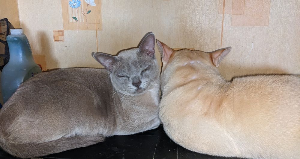 БУРМА  2,5 місяці.