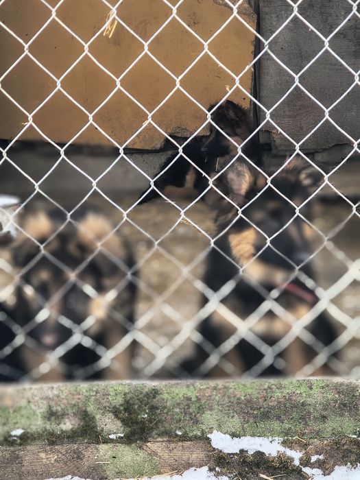 Owczarki niemieckie długo włosy