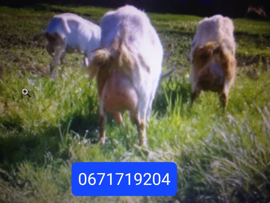 Зааненские  100% и нубийские кокозы