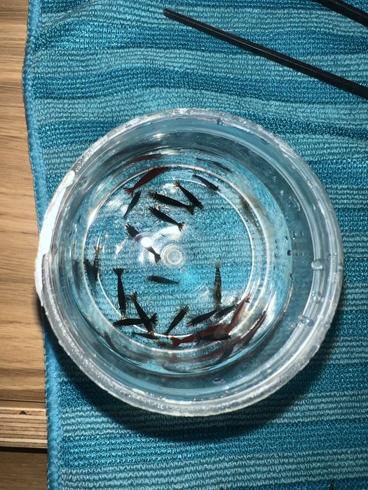 Vendo mix de neocaridina varias cores