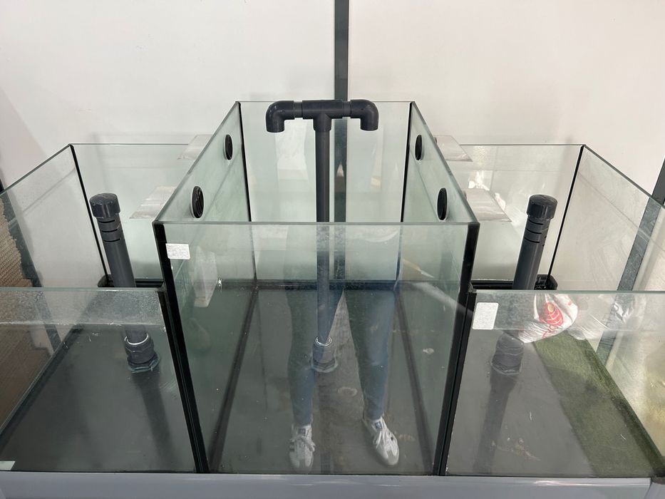 Aquário de Ilha cinza