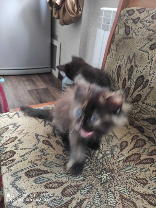 Котята мальчик и девочка