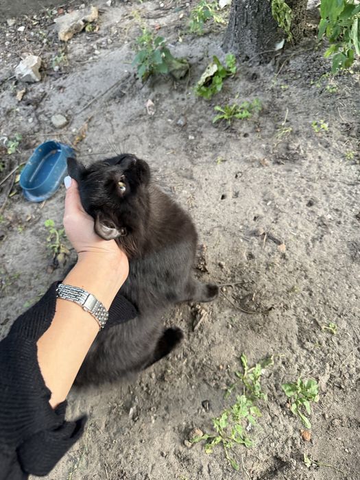 Віддам кошенятко (лагідний та з великим хвостиком, як мейн кун)