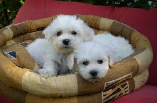 Uroczy maltańczyk piesek chłopiec Rodowód