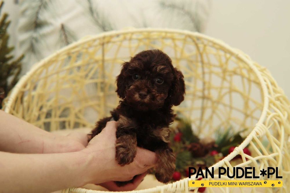 Pudel Toy/Teacup Wspaniały Piesek Czekoladowy Podpalany Brązowy Odbiór