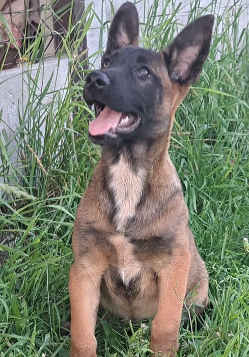 Owczarek belgijski Malinois - suczka