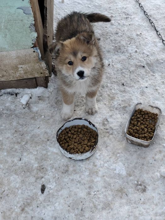 Отдам щенков в добрые руки