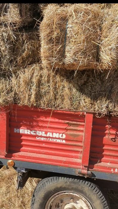 Fardos de palha Feno venda