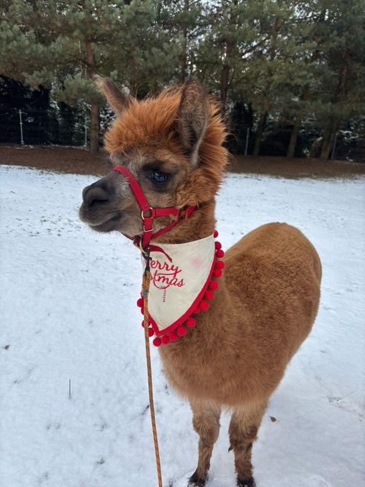 Alpaka Alpaca Huacaya samica