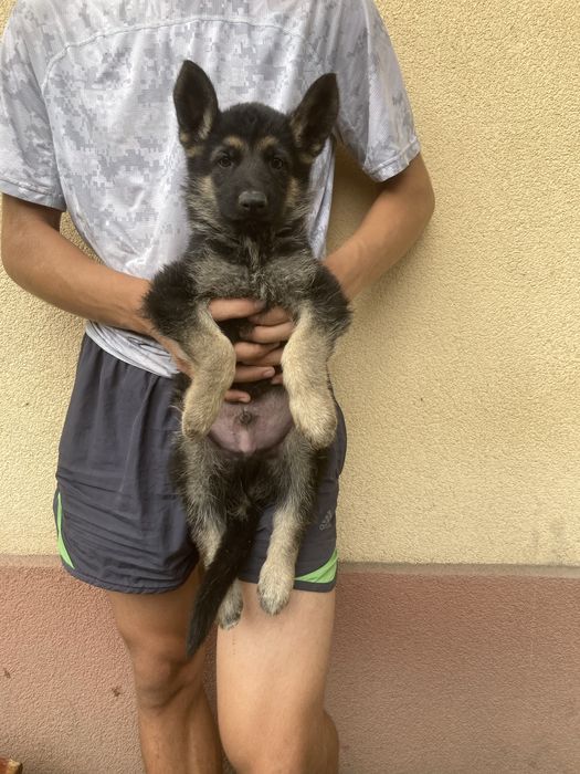 Продам цуценят Німецької вівчарки Умань