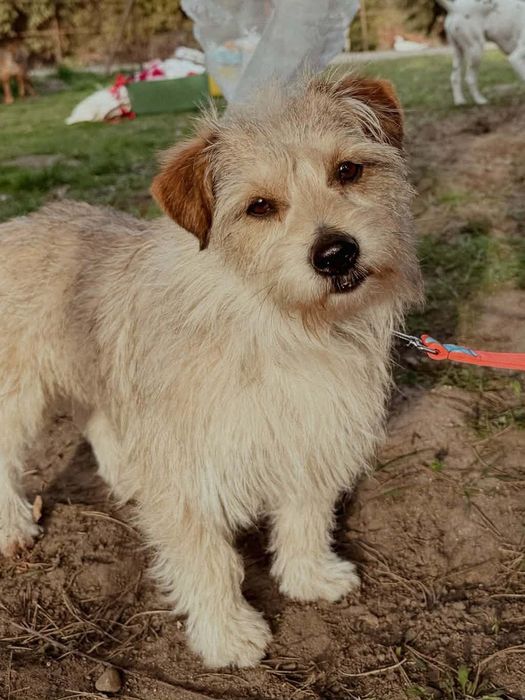 Śliczny, mały piesek do adopcji
