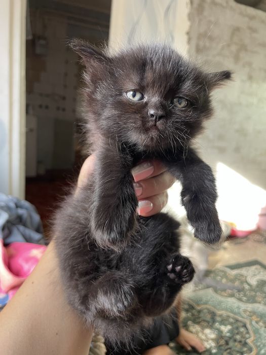 Котята від Шотландської мами